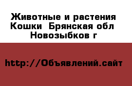 Животные и растения Кошки. Брянская обл.,Новозыбков г.